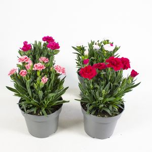 Hovedbilde Nellik - Dianthus caryophyllus Oscar Mix - 161659