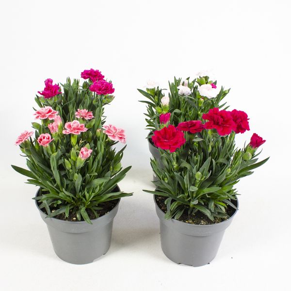 Nellik - Dianthus caryophyllus Oscar Mix - 161659