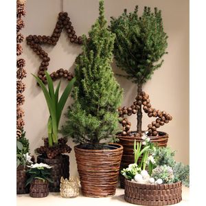 Hovedbilde Stj&auml;rna Med Bj&auml;llror (12) - Brown 28x4cm