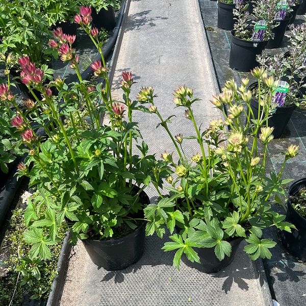 Stjerneskjerm - ASTRANTIA HYBRIDA  - 163882
