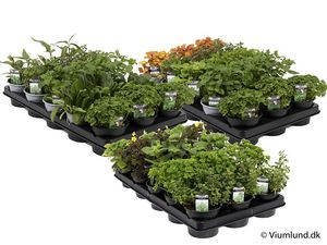 Hovedbilde KRYDDERURTER MIX  - 161649