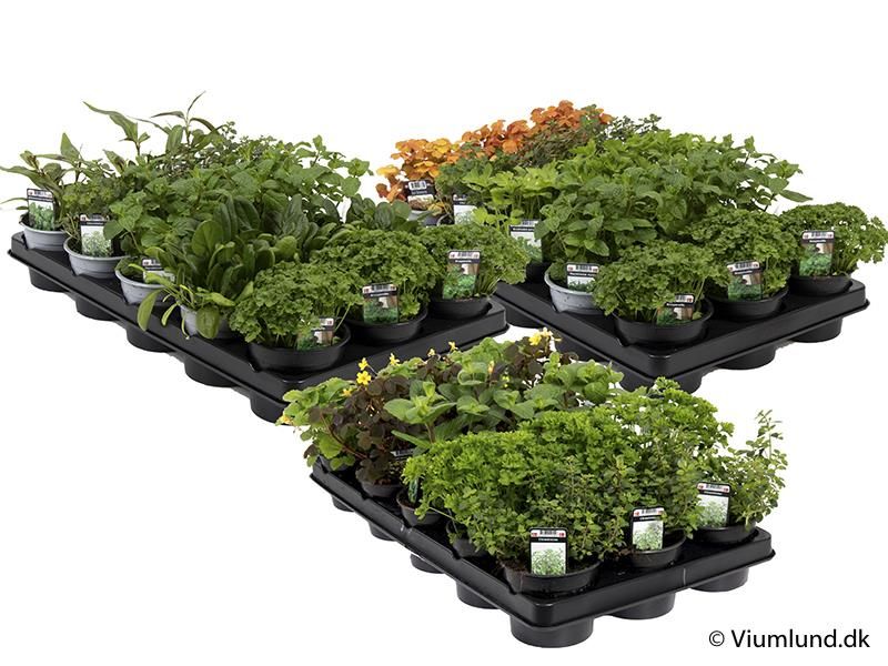 KRYDDERURTER MIX  - 161649