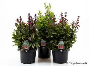 Hovedbilde LOBELIA SPECIOSA  - 164866