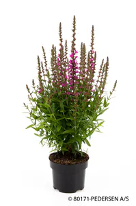 Hovedbilde Kattehale - LYTHRUM SALICARIA  - 165321