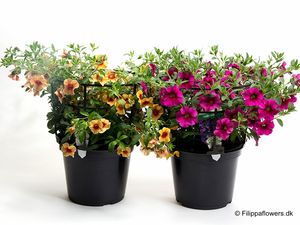 Hovedbilde Millionbells - CALIBRACHOA-HYBRID  - 164595