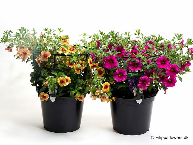 Millionbells - CALIBRACHOA-HYBRID  - 164595