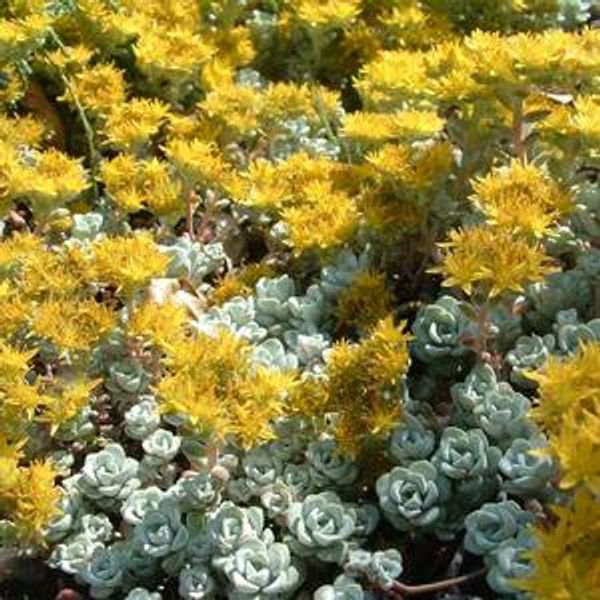Sedum Cape Bianco D12