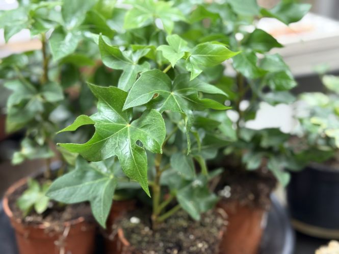 Hovedbilde Hedera helix - 152839-2