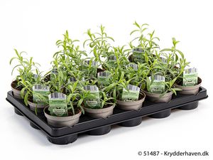 Hovedbilde Estragon - ARTEMISIA VALLESIACA/ESTRAGON  - ...