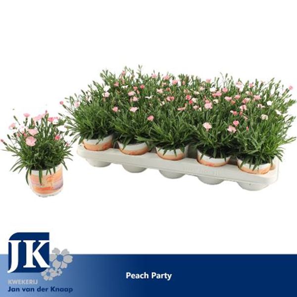 Nellik - Nelliker pink Diantica Peach Party  - 163892