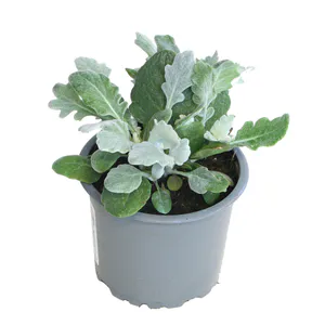 Hovedbilde S&oslash;lvkrans - Senecio maritima  12cm