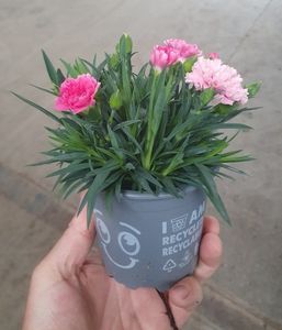 Hovedbilde Nellik - DIANTHUS CARYOPHYLLUS 'SUPER TROUPER' - ...