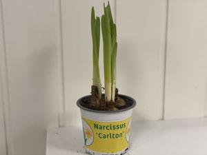 Hovedbilde P&Aring;SKELILJE CARLTON