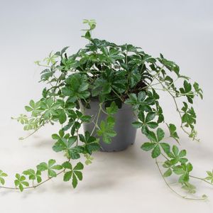Hovedbilde prinsessevin - CISSUS STRIATA  - 165594