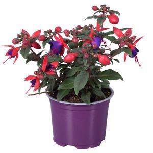 Hovedbilde Fuchsia Bella Sacha  - 163892