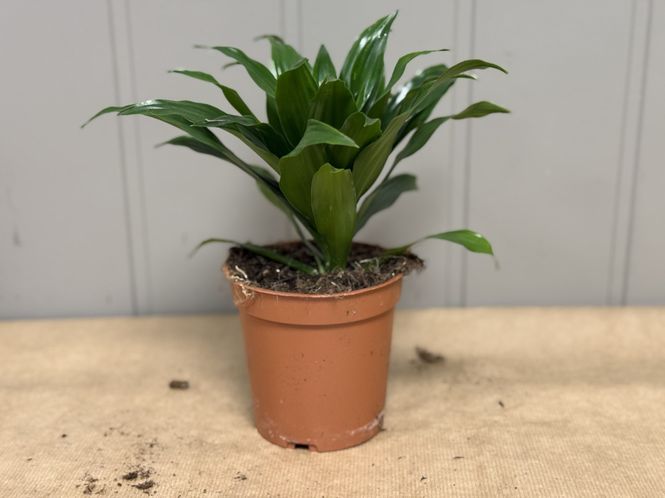 Hovedbilde Dracaena compacta - mix