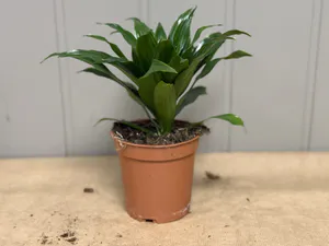 Hovedbilde Dracaena compacta - mix