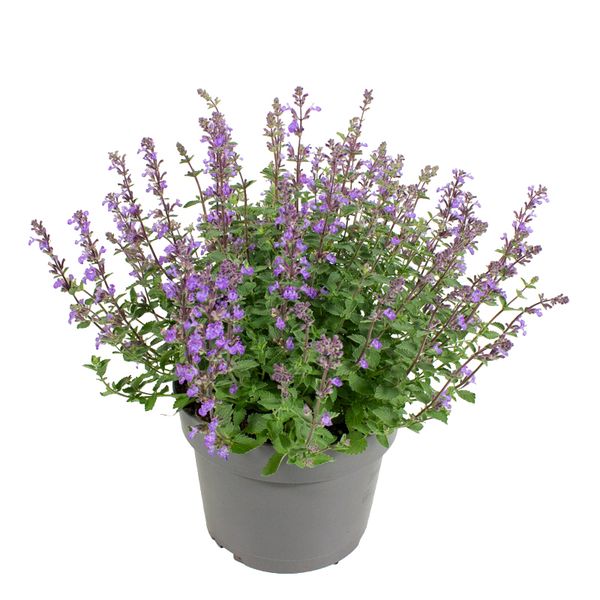 Kattemynte - Nepeta purrisan Blue  - 162708