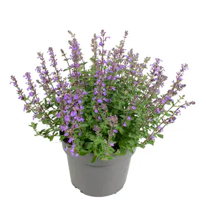 Hovedbilde Kattemynte - Nepeta faassenii Purrsian Blue  - ...
