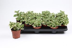 Hovedbilde Plectranthus  - 163892