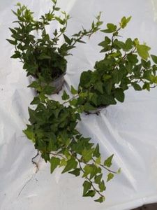 Hovedbilde Ef&oslash;y - HEDERA HELIX  - 165321