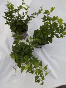 Hovedbilde Ef&oslash;y - HEDERA HELIX  - 165321