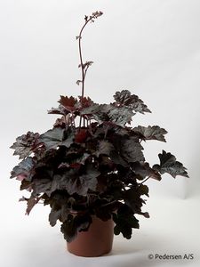 Hovedbilde Alunrot - HEUCHERA MICRANTHA  - 165594
