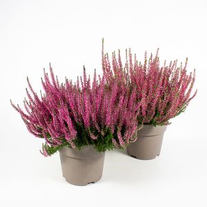 Hovedbilde Calluna vulgaris Garden Girls ROT