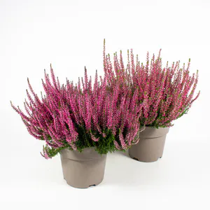 Hovedbilde Calluna vulgaris Garden Girls ROT