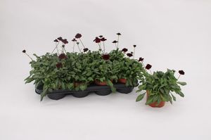 Hovedbilde Cosmos atrosanguineus Chocamocha  - 164850