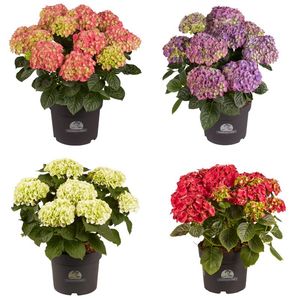 Hovedbilde Hortensia - HYDRANGEA MACROPHYLLA  - 162701