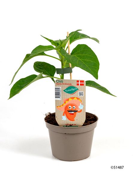 Chili - CAPSICUM ANNUUM/PEBER SPISELIG 'CHILI' - 161649