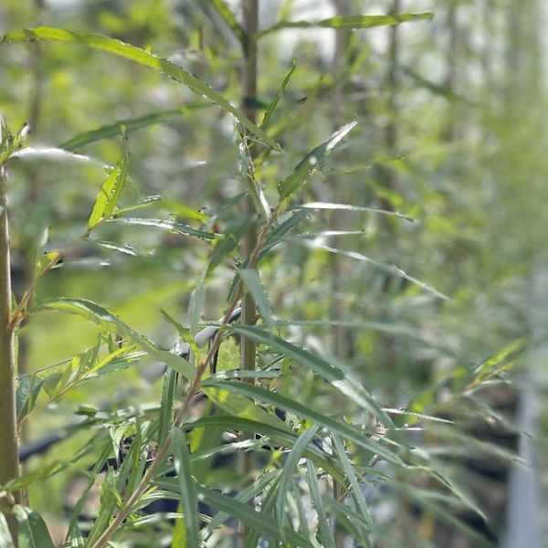 Salix schwerinii 'Kola' - Sibirkurvpil 'Kola'