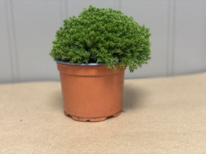 Hovedbilde Hebe MIX