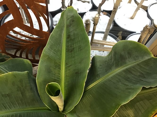 Hovedbilde Bananplante D13