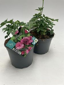 Hovedbilde Storstjerneskjerm - ASTRANTIA ROMA&reg; landscaping - ...