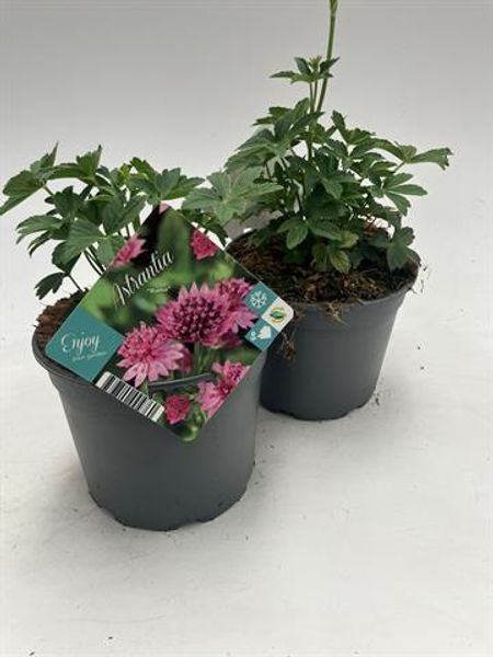 Storstjerneskjerm - ASTRANTIA ROMA® landscaping - 164849