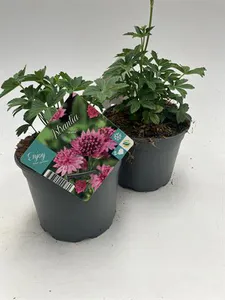 Hovedbilde Storstjerneskjerm - ASTRANTIA ROMA&reg; landscaping - ...